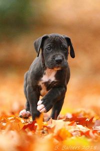 Deutsche Dogge Welpe Arwed schwarz mit weißen Abzeichen Herbstlaub