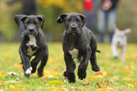 Gesunde Doggen-Welpen voller Lebens- und Lauffreude